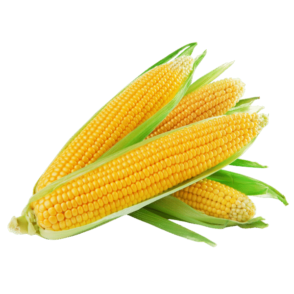High-Quality Maize - Golden, Nutrious & Farm-Fresh Goodness.